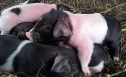 Logo de La Ferme des 3 Petits Cochons