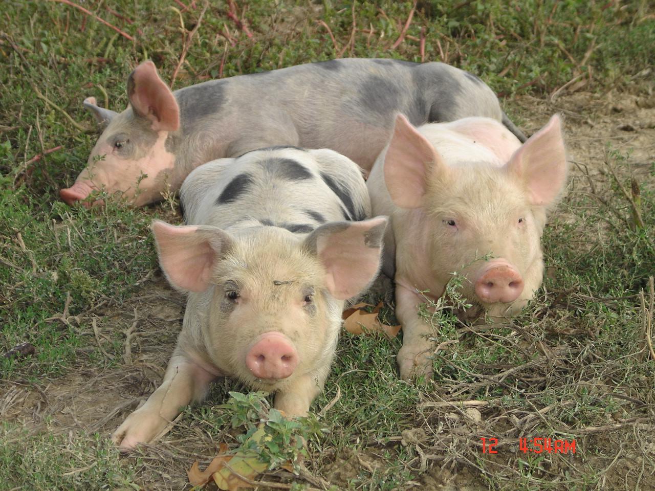 Logo de Ferme de la Bonicarde