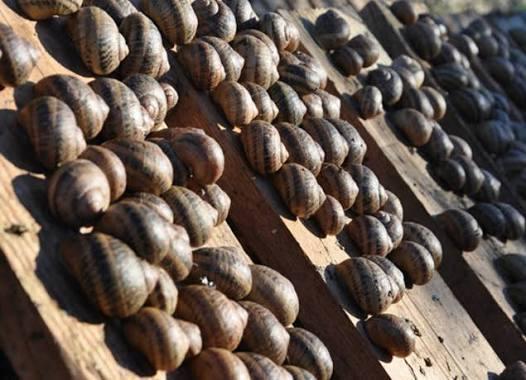 Logo de Escargot des Restanques
