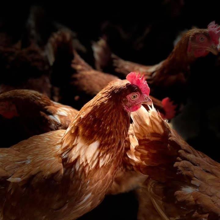 Logo de Les Si Belles Poulettes