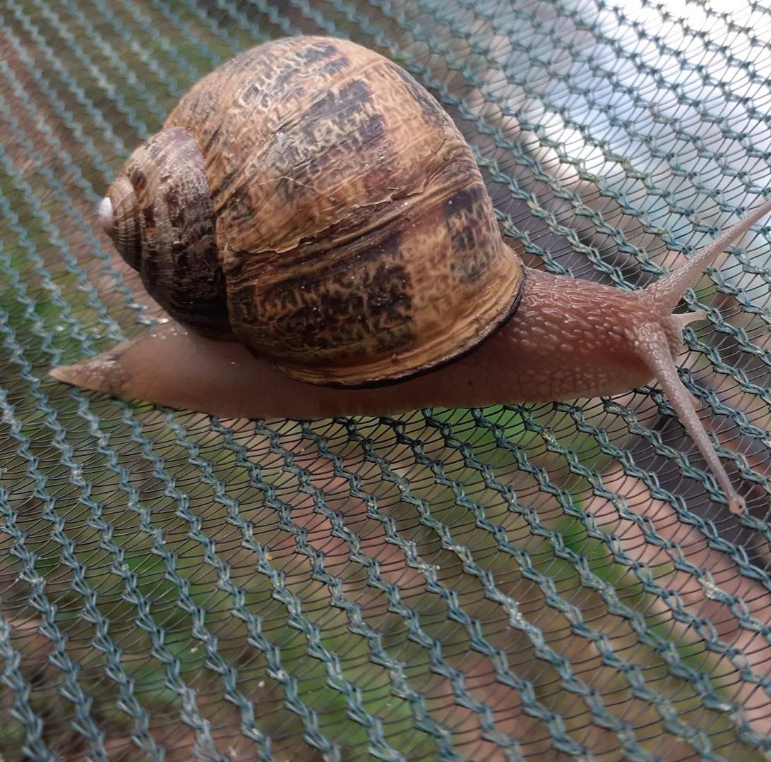 Logo de L'Escargot Vigeoyeux