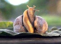 Logo de Ferme Auberge La Caracole en Cévennes