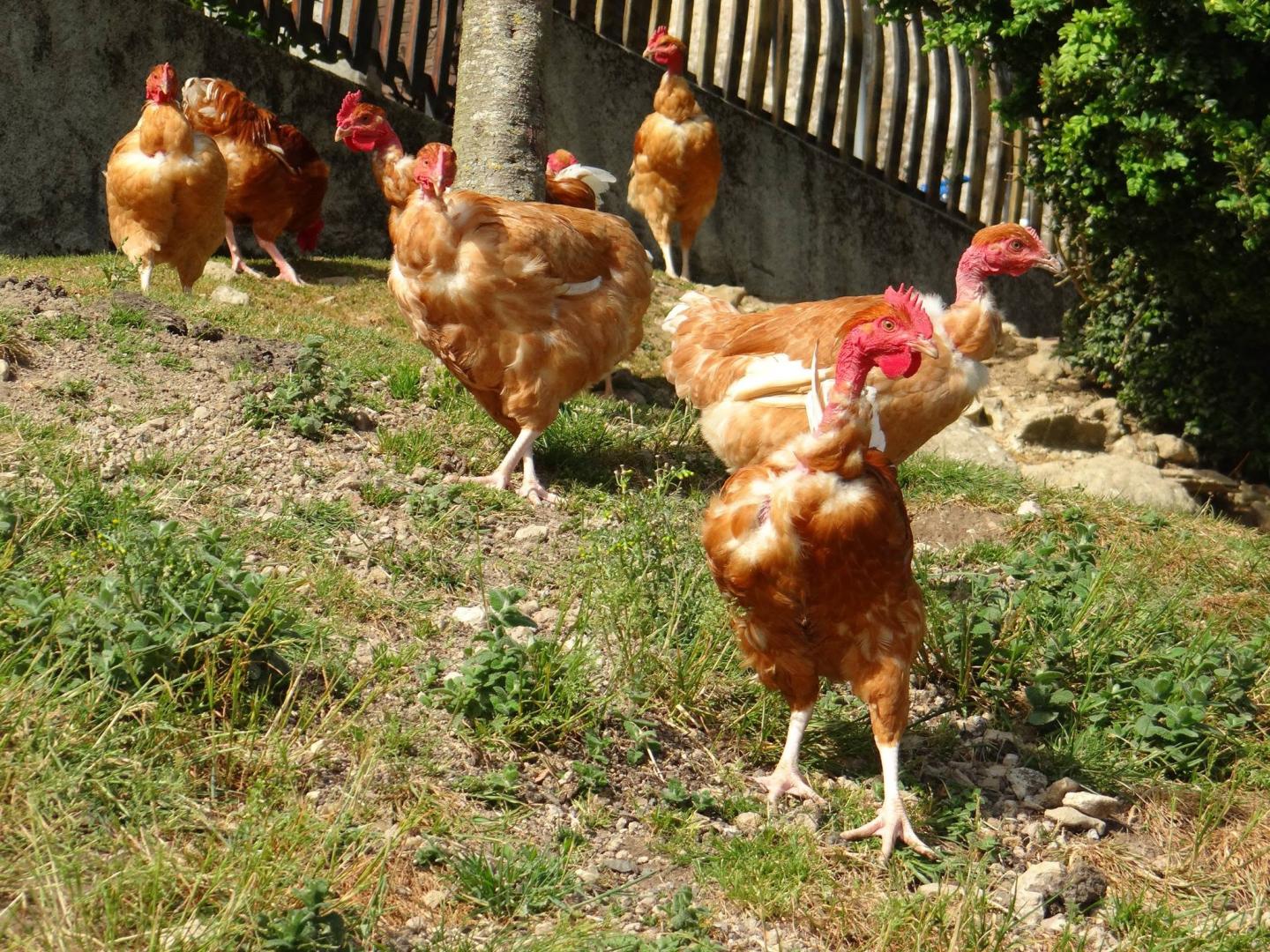 Logo de La Ferme de Sauvé
