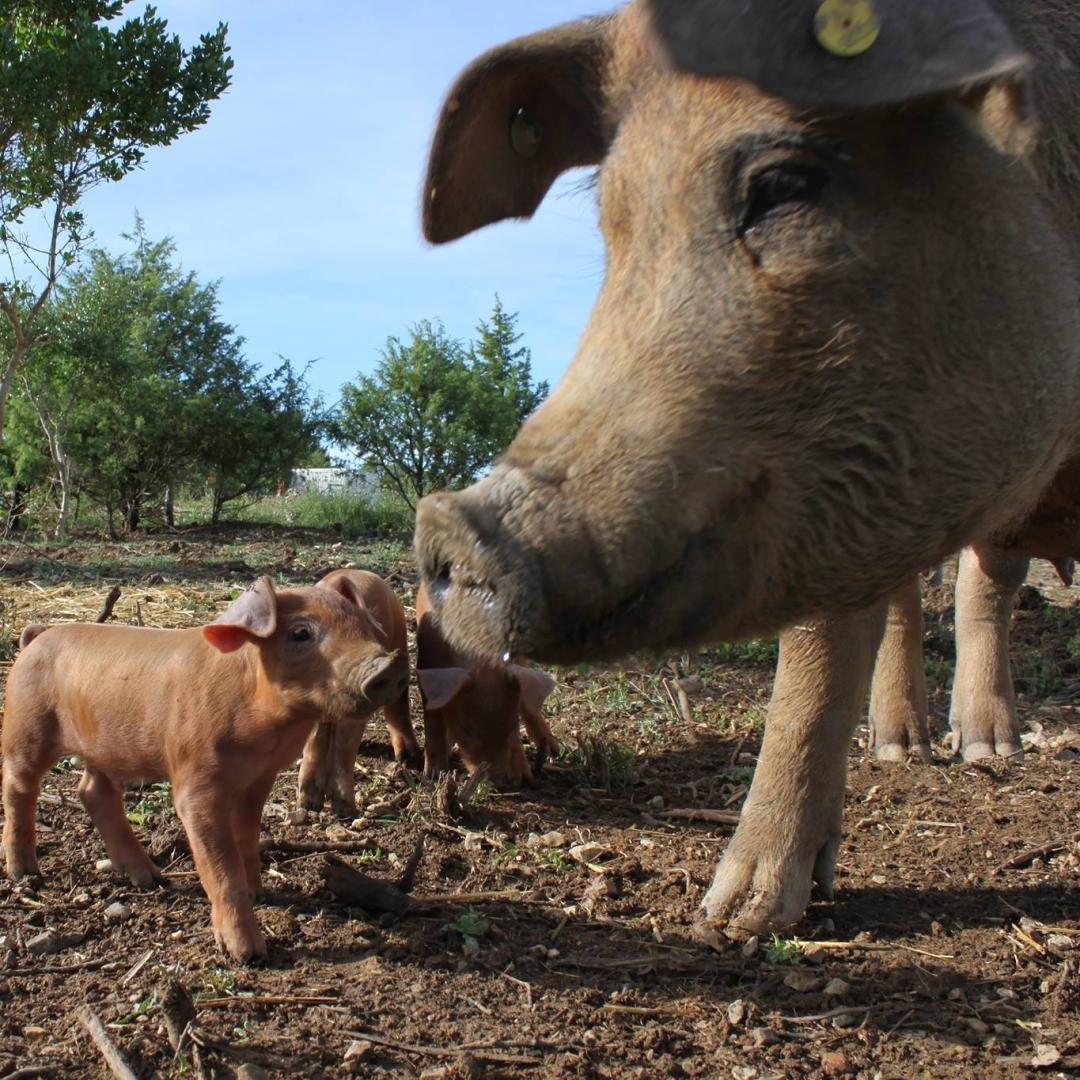Logo de La ferme de Figueirole