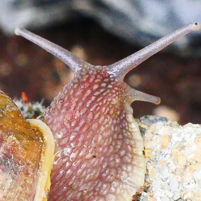 Logo de Helix Gourmet