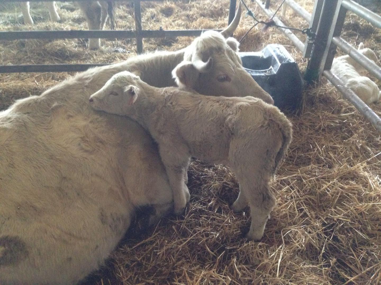 Logo de La Ferme de Courjat