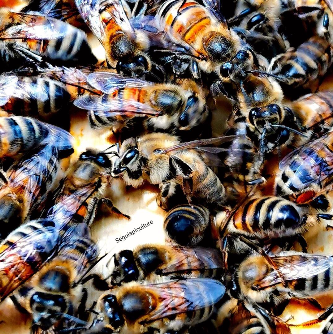 Logo de Seguiapiculture