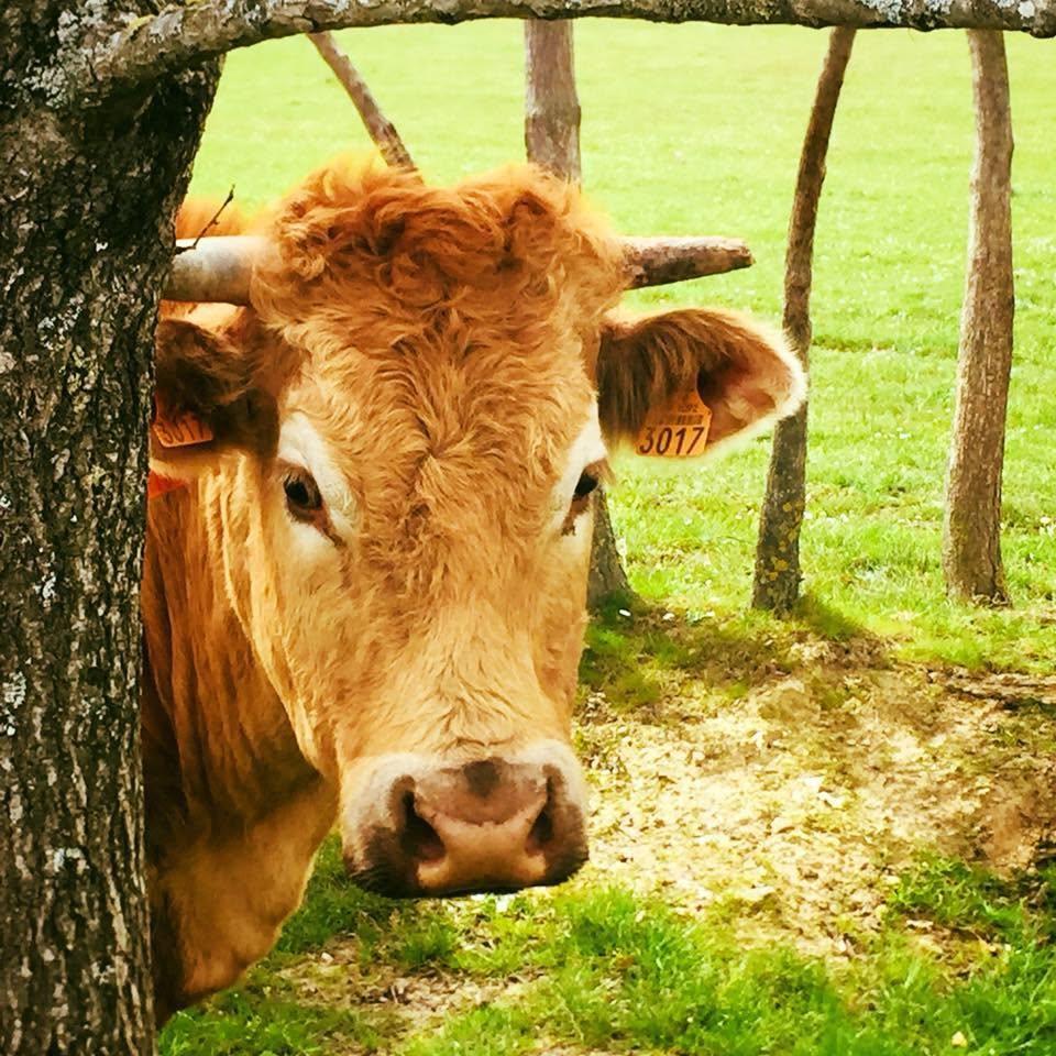 Logo de Les Boeufs de Marly