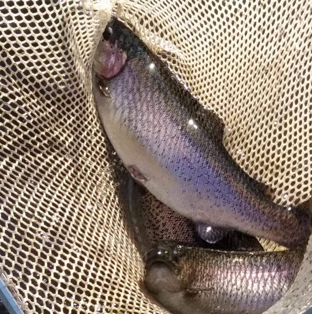 Logo de Pisciculture d'Arronville