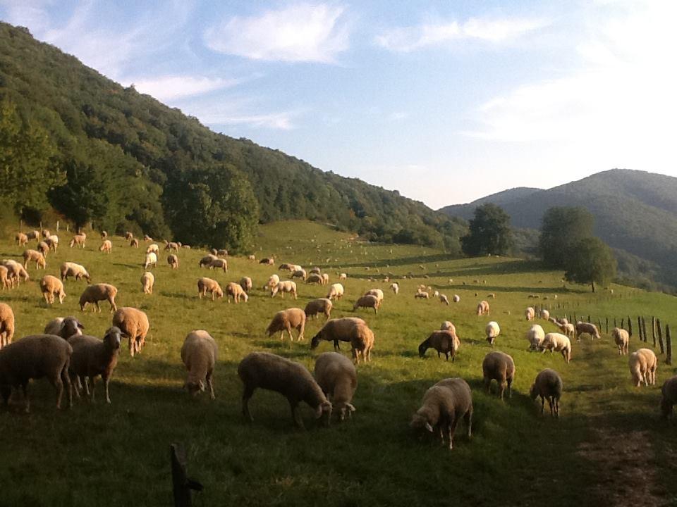 Logo de Bergerie de la Cordière