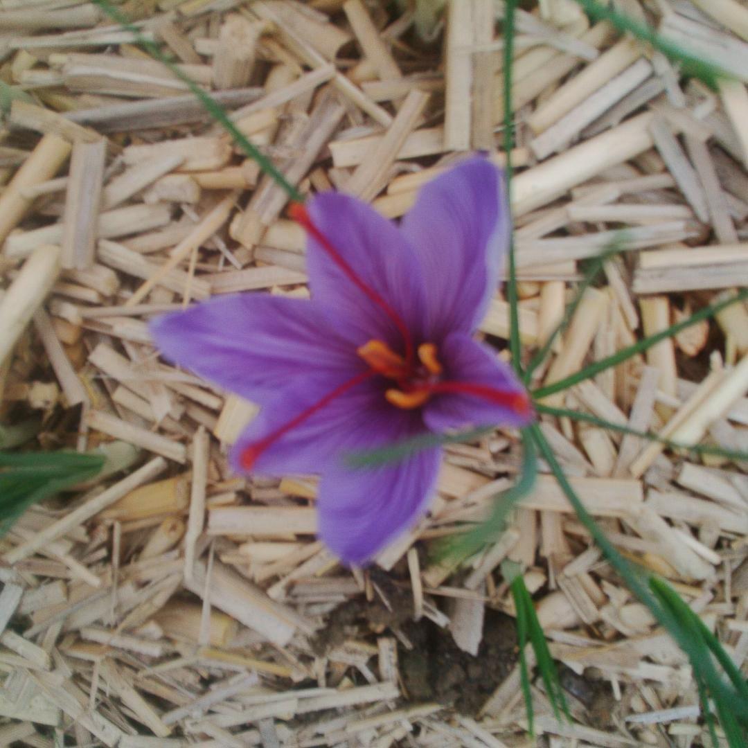 Logo de Saveur Pourpre