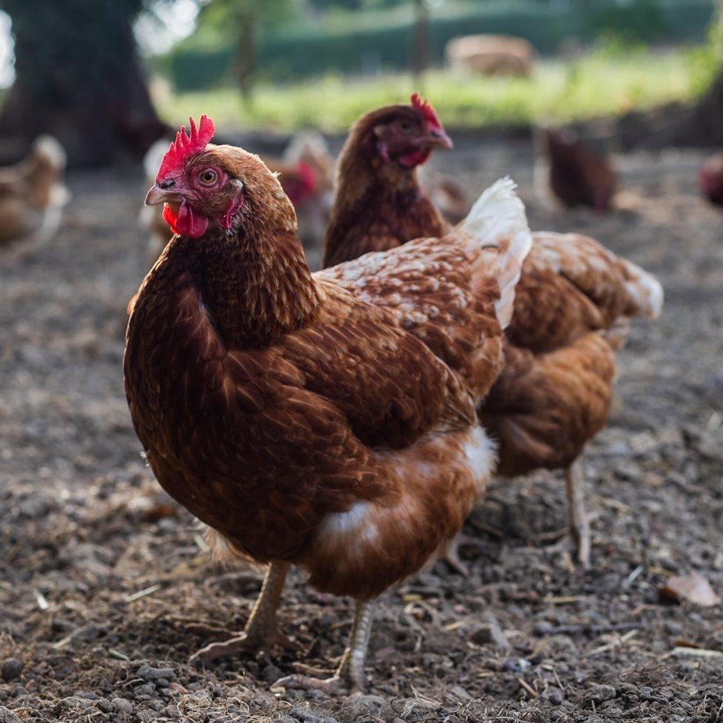 Logo de La Ferme de Marie Jeanne