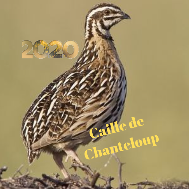 Logo de Cailles de Chanteloup