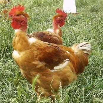 Logo de Les Poulettes de Bazaine