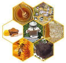 Logo de Savignac apiculture