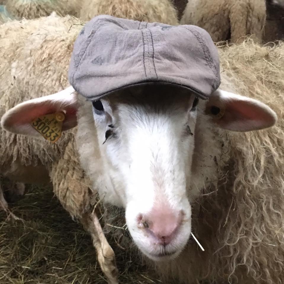 Logo de Bergerie de Morgelas