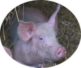 Logo de La Moinerie