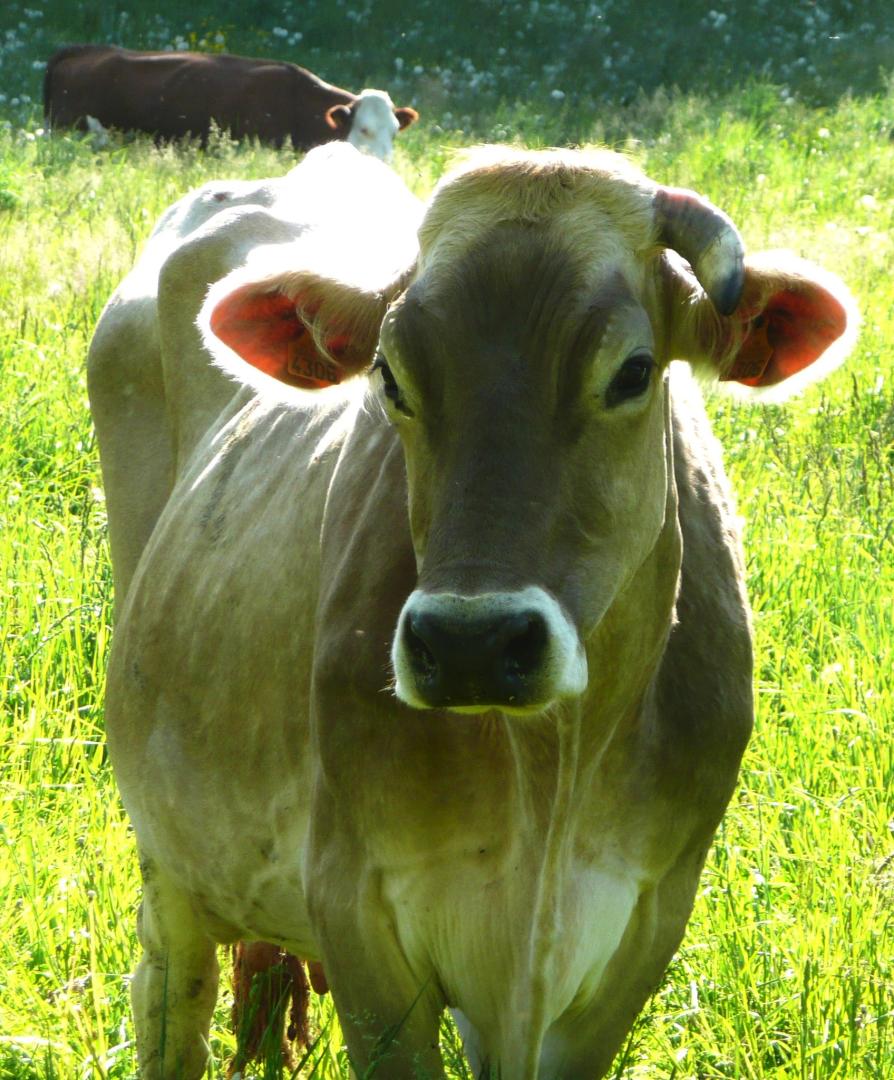 Logo de La Ferme de la Tuilerie