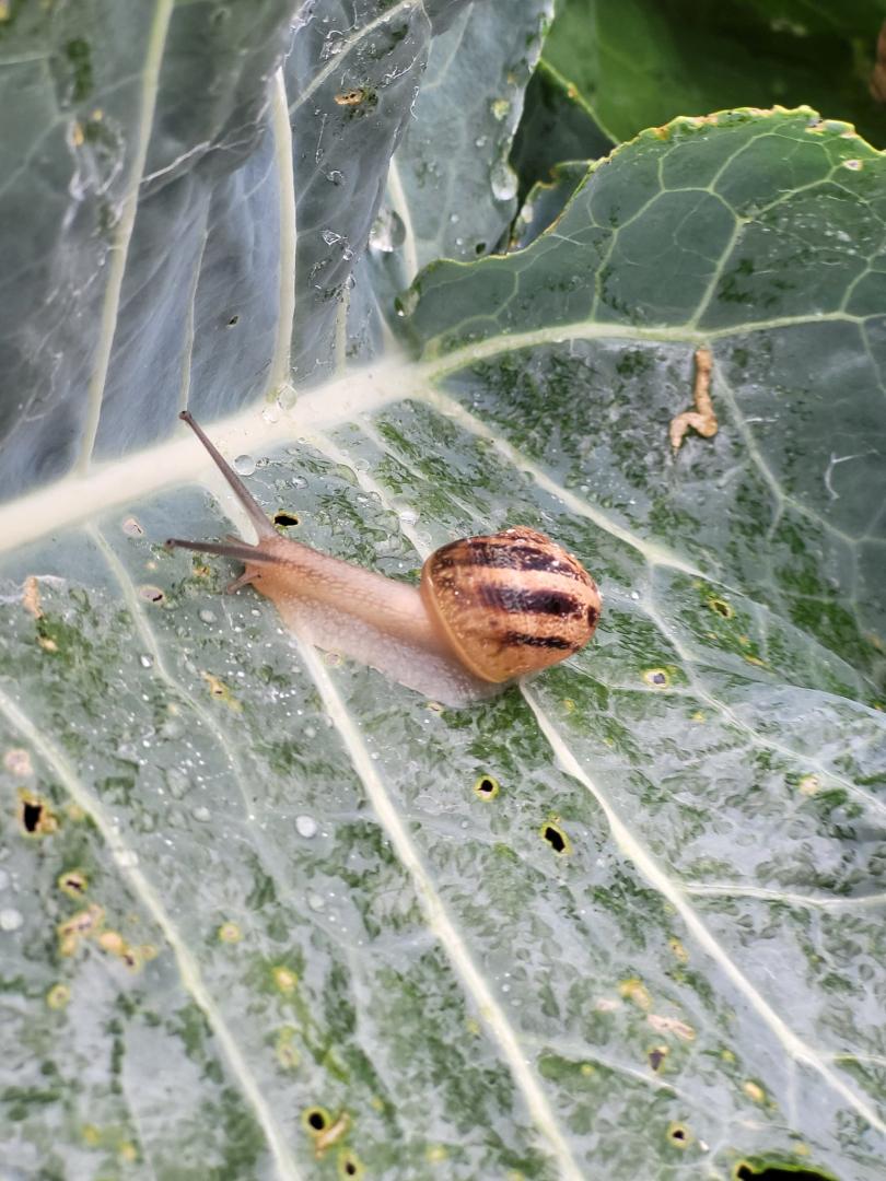 Logo de Les escargots de Barre