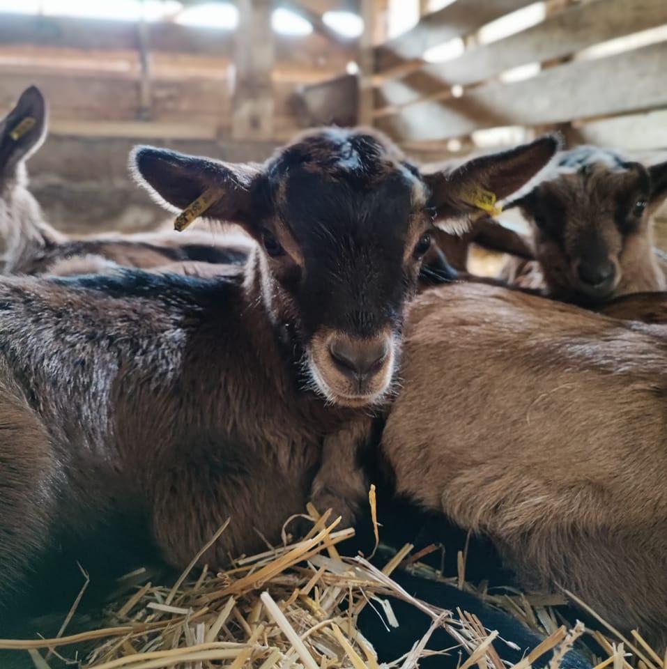 Logo de La Ferme du Pesillon