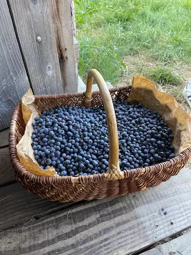 Logo de La Ferme des Petits Fruits