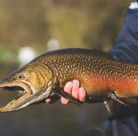 Logo de Pisciculture de Bernay