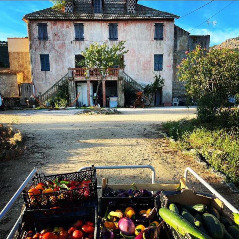 Logo de Clos Calvese - Maison Agricole à Calvi