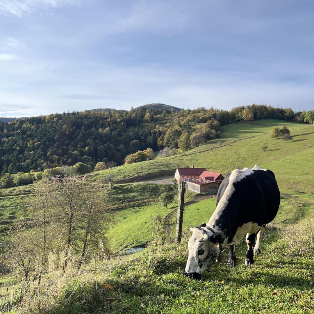 Logo de Ferme Auberge du Kohlschlag