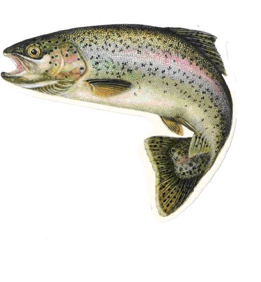 Logo de Les Truites des Rivières