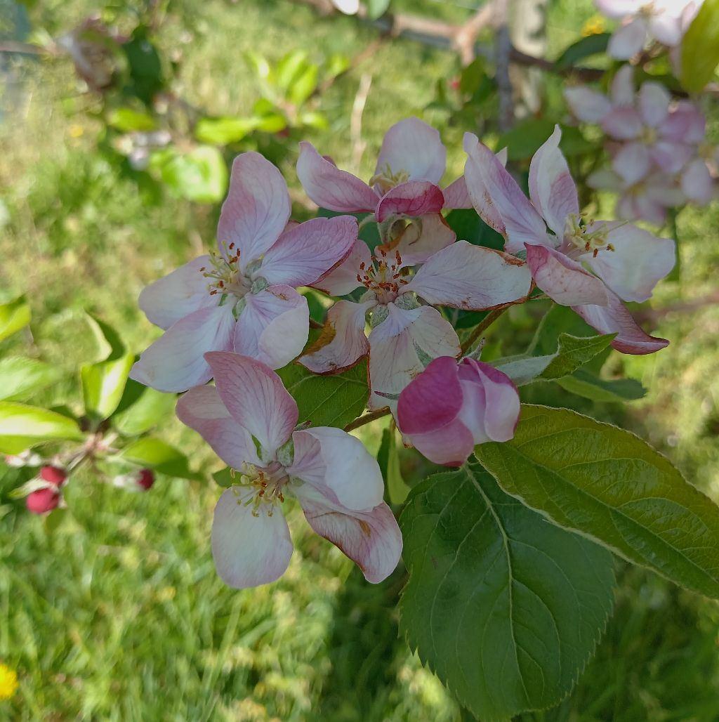 Logo de Les Vergers de la Malvergne