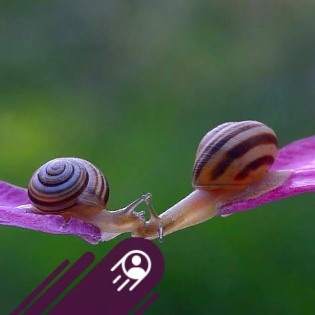Logo de Les Escargots de Montvendre