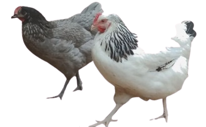 Logo de Domestik Park, oeufs et poules pondeuses