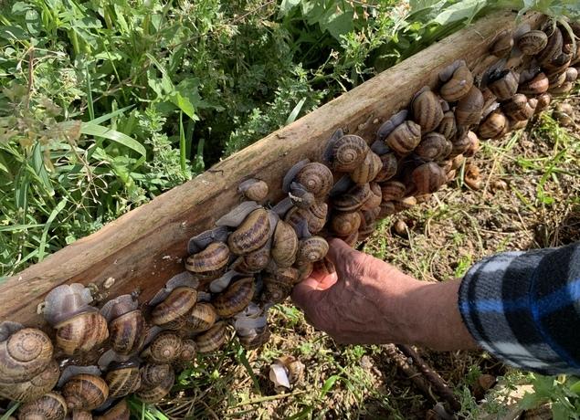 Logo de L'Escargot des Alpilles