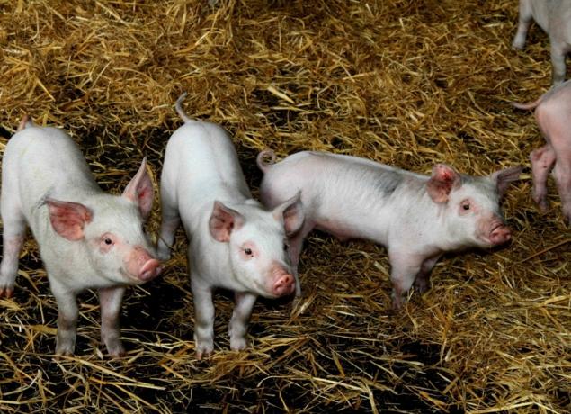 Logo de Ferme de Tachen C'hoadic