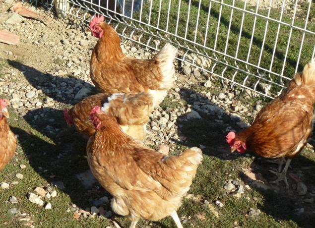 Logo de Ferme des 8 Journaux