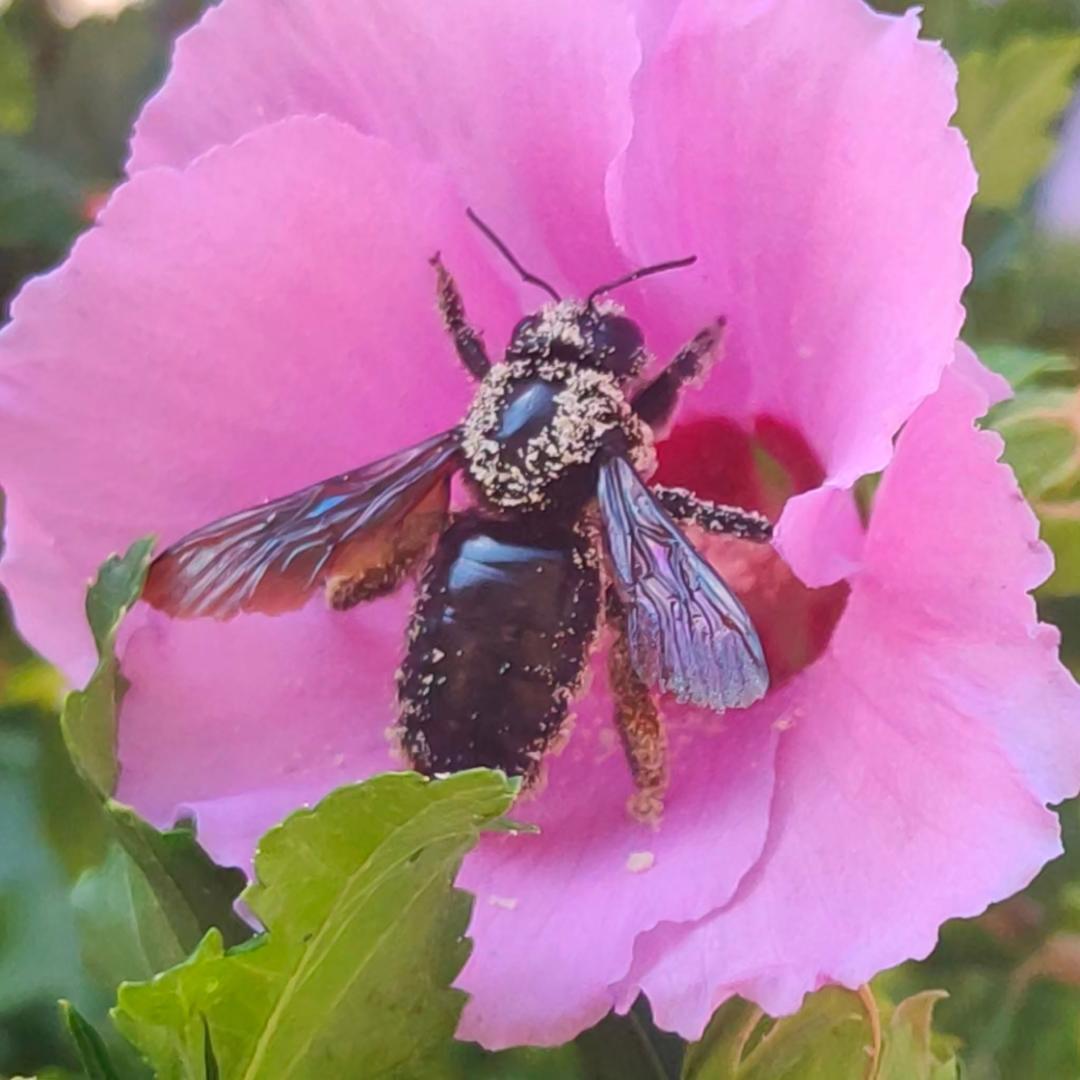 Logo de Creabeille