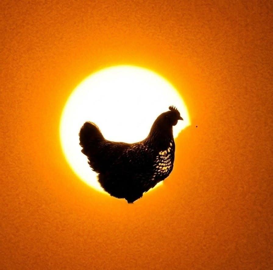 Logo de Le Préau des Poules