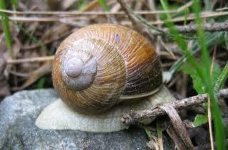 Logo de Les Escargots du Vercors