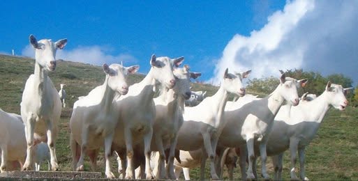 Logo de GAEC de La Chèvre Blanche