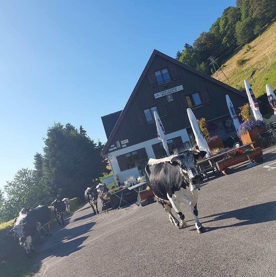 Logo de Ferme Auberge Buchwald